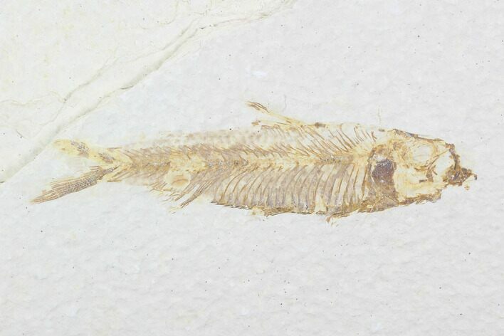 Detailed Fossil Fish (Knightia) - Wyoming #99222